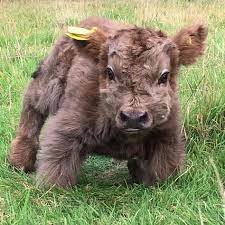 85 Scottish Highland Mini Cow Ideas Cow Fluffy Cows Cute Cows