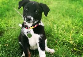The two breeds are quite compatible. 20 Of The Most Popular Rat Terrier Mixes For You To Bring Home Today K9 Web