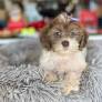 Lhasapoo for sale from petlandnorthkansascity.com