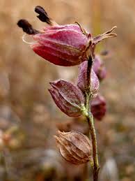 Image result for Rhinacanthus xerophilus