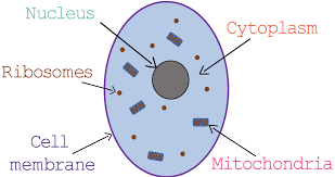 You need to be able to recognise, draw and interpret images of cells, so practice drawing and labelling animal and plant cells as part of your revision. G A Cs Tril 1 1 Elevise