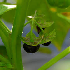 Image result for Galenia procumbens