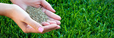 Use a soil testing kit gives to see what various nutrients you along with the basic steps to planting grass seed, you might be wondering about timing, types of grass seed, or how to fill in patches of an existing lawn. How To Seed Your Lawn Altum S Zionsville In