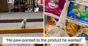 High paw pet supplies local pet food and supply store is a healthy pet shop with everything you need for your dogs & cats. Clever Street Cat Leads A Woman To The Store And Asks Her To Buy Him Food She Adopts Him Bored Panda