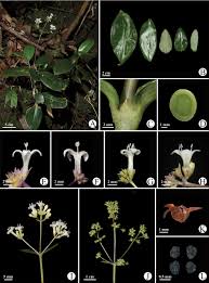 Image result for Agathisanthemum bojeri