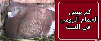 متى يبيض الحمام بعد التزاوج. ÙƒÙ… Ù…Ø±Ø© ÙŠØ¨ÙŠØ¶ Ø§Ù„Ø­Ù…Ø§Ù… Ø§Ù„Ø±ÙˆÙ…ÙŠ ÙÙŠ Ø§Ù„Ø³Ù†Ø©
