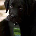 Lab Rott Mix Puppies Dog Pictures Blog Rottweiler Lab Mix Puppy Lab Mix Puppies Rottweiler Mix Puppies