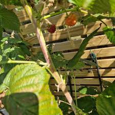 Image result for Raspberry spur blight