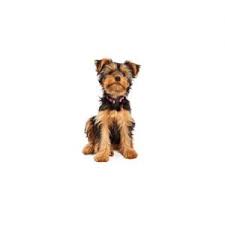 Check spelling or type a new query. Yorkshire Terrier Puppies Petland Dallas Tx