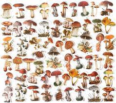 Amazon Com 60pcs Mushroom Laptop Stickers Decals Doraking Diy Mushroom Plants Decoration Stickers Decals For Windows Refrigerator Decoration Mushroom Collection 60pcs Pack Best collections of mushroom wallpaper for desktop, laptop and mobiles. 60pcs mushroom laptop stickers decals doraking diy mushroom plants decoration stickers decals for windows refrigerator decoration mushroom