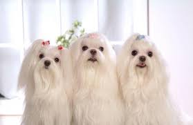 When looking at a havanese dog, it's hard to believe they don't leave long hairs all around the house! Top 10 Long Haired Dogs