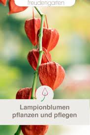 Lampionblume Pflanzen Und Pflegen Garten Anpflanzen Lampionblume Und Pflanzen