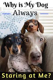 Why Is My Dog Staring At Me Puppy Cuddles Dog Training Obedience Dogs