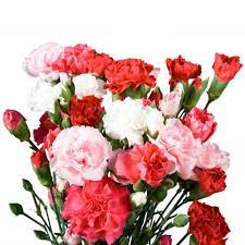 Globalrose Fresh Mother S Day Assorted Mini Carnations 160 Stems 640 Blooms Mom Spray Carnations Medium 160 The Home Depot Mini Carnations Carnations Mothers Day Flowers