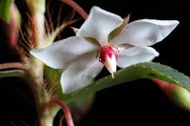 Image result for Ochnaceae