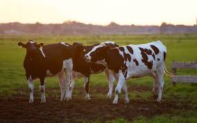 Don't overpay for your home mortgage. Why This Floating Dairy Farm In The Netherlands Isn T The Future Of Sustainable Food Cow Livestock Farming Animal Sanctuary