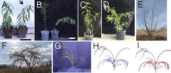 If you were a pest it would be a dream come true observing a scrumptious citrus tree just sitting there indoors in a warm environment. winter is the time to be watchful. Loss Of A Highly Conserved Sterile Alpha Motif Domain Gene Weep Results In Pendulous Branch Growth In Peach Trees Pnas