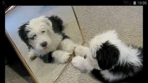 Black And White Old English Sheepdog Puppy Pin By Traci Wright On The Old English Dog Spot English Dogs Old English Sheepdog Puppies