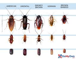 What Does A Cockroach Look Like Roach Identification Guide Palmetto Bugs Roach Infestation Roaches