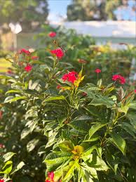 Image result for Jatropha seineri