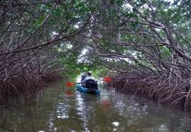 Maybe you would like to learn more about one of these? Kayaking Tampa Bay Mangrove Tunnels Picture Of Spots And Stripes Fishing St Petersburg Tripadvisor