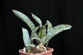 Image result for Sansevieria hyacinthoides