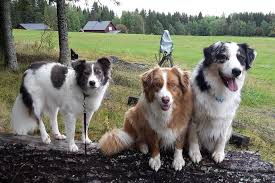 Small gestures can save lives. Projects In Romania Save The Dogs And Other Animals Onlus
