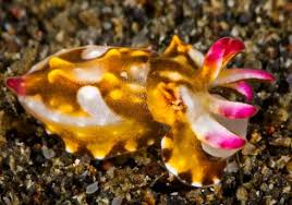 Cephalopod Ferrebeekeeper Cuttlefish Ocean Creatures Octopus Squid