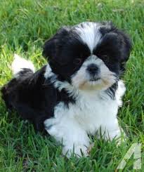 Additionally, this surprising little dog does extremely well in both obedience and agility courses and loves an active lifestyle. Beautiful Shih Tzu Puppies Available 2 Black White Males Shih Tzu Puppy Shitzu Puppies Shih Tzu