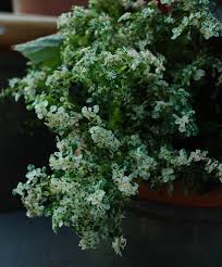 Image result for Pilea microphylla