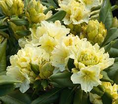 Rhododendron Capistrano White Flower Farm Small Ornamental Trees Shrubs
