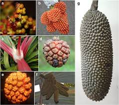 Image result for Pandanaceae