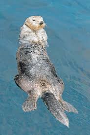 Image result for Enydra