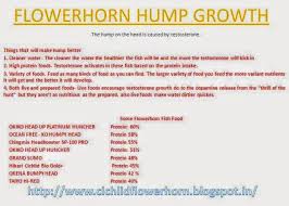 Flower Horn Tips Hump Growth Breeding Tips