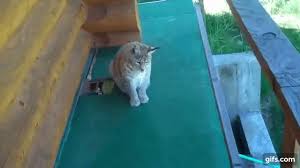 Road dogg hospitalized after heart attack. Could A Person Kill A Bobcat With His Bare Hands Page 7 Tigerdroppings Com
