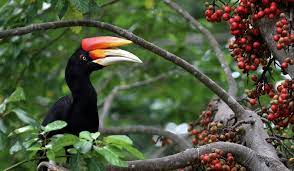 Burung enggang merupakan burung yang dianggap penting oleh beberapa suku di indonesia, termasuk suku dayak. Daerah Persebaran Dan Makanan Burung Rangkong Di Habitatnya
