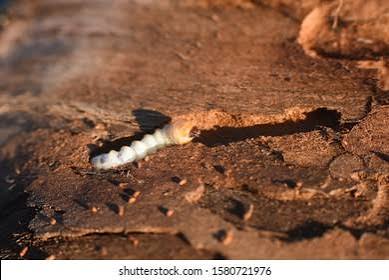 2,519 Damaged Wood Worms Royalty-Free Images, Stock Photos & Pictures | Shutterstock