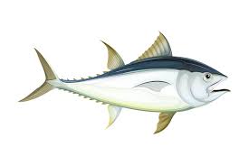 We did not find results for: Ca Biá»ƒn Ngá»« DÆ°á»›i áº£nh Miá»…n Phi Tren Pixabay