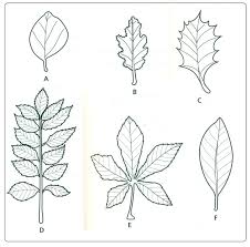 Most dichotomous keys focus on one specific trait to lead the user to an answer like leaf patterns on stems or fin shape of fish species. Dichotomous Keys Biology Notes For Igcse 2014