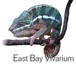 East Bay Vivarium East Bay Bay Area Kids Vivarium