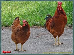 Maybe you would like to learn more about one of these? Mengenal Berbagai Jenis Ayam Ras Indonesia Nama Gambar Binatang A Z