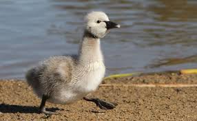 Are You My Mother? 8 Baby Animals Who Look Nothing Like Their Parents - The  Dodo