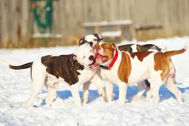 Открыть страницу «all american dog project» на facebook. All American Bulldog Colors And Markings Explained With Pictures