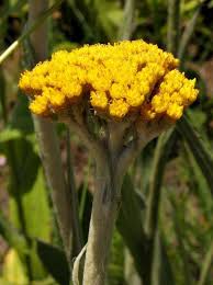Image result for Helichrysum acutatum