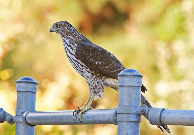 Birds, humans look out for Cooper's hawks -