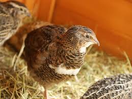 Image result for quail