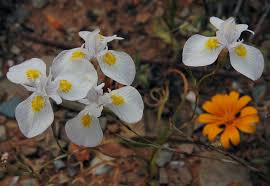 Image result for Moraea