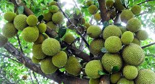 Harga buah durian musang king per kilogramnya memang cukup mengejutkan untuk kelas menengah ke bawah. Bibit Durian Musangking Harga Grosir Murah Okhovvat Com