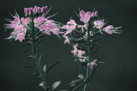 Image result for Cleome macrophylla