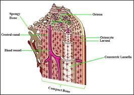 Label compact and spongy bone illustrations as demonstrated in class. Drawing Illustrates The Labelled Structures Of Compact And Spongy Bone Download Scientific Diagram